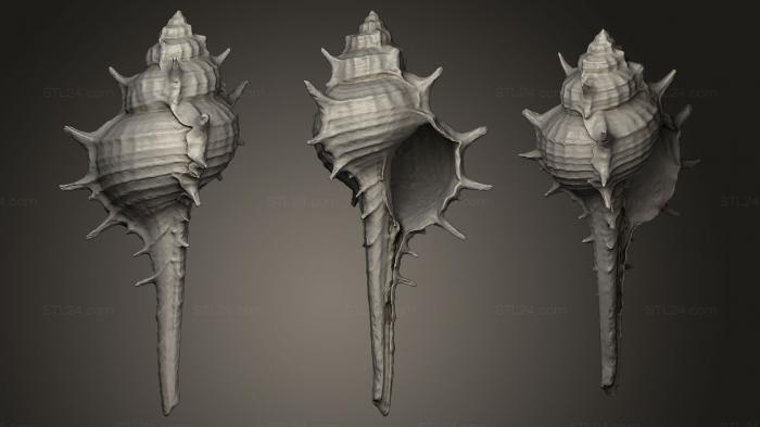 Stones and shells (Murex Brandaris, ROCKS_0011) 3D models for cnc